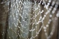 Spider web with water drops. Royalty Free Stock Photo