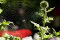 A large Spiders web covered in morning dew Royalty Free Stock Photo