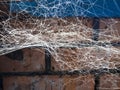 Spiderweb closeup in brick rustic barn