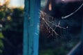 Large spiderweb covered by the warm light of October. Soft focus