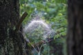 Large spiderweb on a pine tree