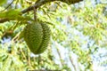 Large spiked fruit durian green royal thai land strongly smelling flesh ban on transportation in airplane trains and storage in