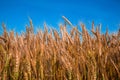 Large spikelets of ripe wheat in the field Royalty Free Stock Photo