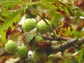 horse chestnut seed pods growing on an oak tree