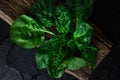 large spinach, a plant of the Amaranth family