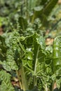 Large spinach plants in sunlight