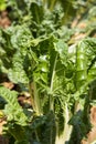 Large spinach plants in sunlight