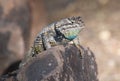 Spiny desert lizard posing on a rock Royalty Free Stock Photo