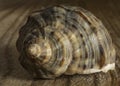 Large spiral shells on shelf Royalty Free Stock Photo