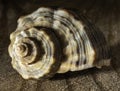 Large spiral shells on shelf Royalty Free Stock Photo