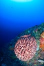 Large sponge on a tropical coral reef wall Royalty Free Stock Photo