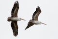 Large Spot-billed Pelican water bird, also called Grey pelican,