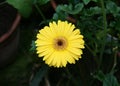 Large, spotted flowers and buds in the garden. Royalty Free Stock Photo