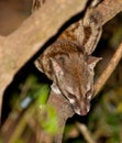 Large-Spotted Genet