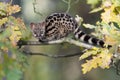 Large-spotted genet Genetta tigrina Royalty Free Stock Photo