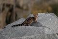 Large-spotted genet Genetta tigrina Royalty Free Stock Photo