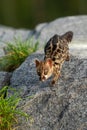 Large-spotted genet Genetta tigrina Royalty Free Stock Photo