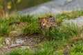 Large-spotted genet Genetta tigrina Royalty Free Stock Photo