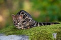 Large-spotted genet Genetta tigrina Royalty Free Stock Photo