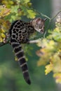 Large-spotted genet Genetta tigrina Royalty Free Stock Photo