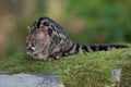 Large-spotted genet Genetta tigrina Royalty Free Stock Photo