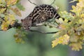 Large-spotted genet Genetta tigrina Royalty Free Stock Photo