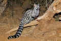 Large-spotted genet in natural habitat Royalty Free Stock Photo