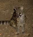 Large Spotted Genet