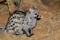 Large-spotted genet in natural habitat Royalty Free Stock Photo