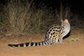 Large-spotted genet in natural habitat Royalty Free Stock Photo