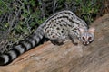 Large-spotted genet in natural habitat, South Africa Royalty Free Stock Photo