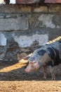 A large spotted pig stands against a brick wall. Livestock farm Royalty Free Stock Photo