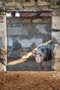 A large spotted pig stands against a brick wall. Livestock farm Royalty Free Stock Photo