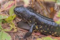 Large spotted salamander in early fall in the Crex Meadows Wildlife Area in Northern Wisconsin