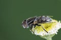 Large spotty-eyed dronefly {Eristalinus aeneus) on a flower Royalty Free Stock Photo