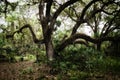 Large sprawling oak tree