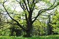 A large sprawling tree in early spring. Young greens Royalty Free Stock Photo