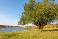 Large sprawling tree on the lake Royalty Free Stock Photo