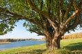 Old tree trunk Royalty Free Stock Photo