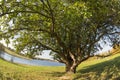 Under the branches of a tree Royalty Free Stock Photo