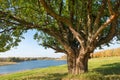 Under the spreading branches of an old tree Royalty Free Stock Photo