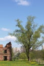 Large spreading tree against the blue sky. Young spring leaves appear on it. Nearby are the ruins of an old building Royalty Free Stock Photo