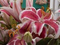 Large spring colored lilies in arrangment in spring daytime Royalty Free Stock Photo