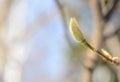 Large spring magnolia buds, spring and heat concept