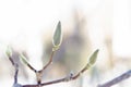 Large spring magnolia buds, spring and heat concept