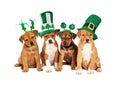 Large St Patricks Day Dog Royalty Free Stock Photo