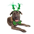 Large St Patricks Day Dog Royalty Free Stock Photo