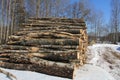 Birch Logs in Winter Royalty Free Stock Photo