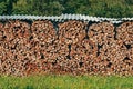 Large stack of chopped firewood on farmland drying in summer