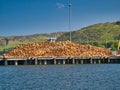 A large stack of cut trees as timber for export on a jetty at Campbeltown, Argyll, Scotland, UK. Taken on a sunny day